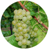grappe de raisins - Pinot Blanc